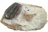 Flexicalymene Trilobite - Ouzina, Morocco #238029-2